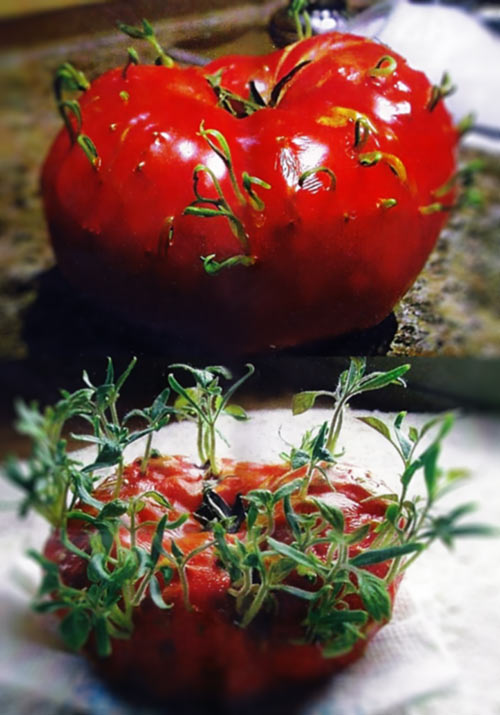 Живучие семена помидоров — Томатомания