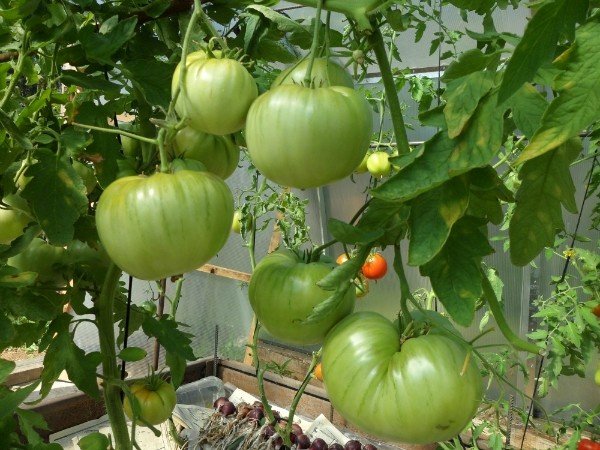 выращиваем томаты без полива