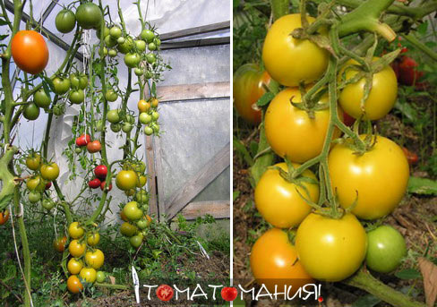Сорт томатов Хрустик