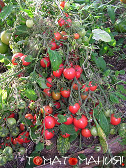 Садовая жемчужина сорт томатов