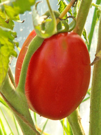 готовим семена томатов +на рассаду