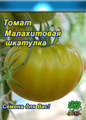 характеристики помидоров Малахитовая шкатулка сорт