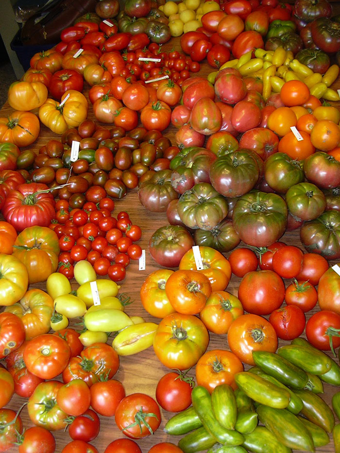 отзывы-о-сортах-томатов