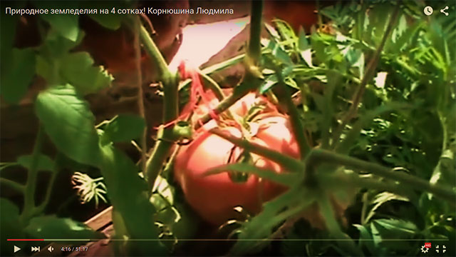 сорт томатов шаман