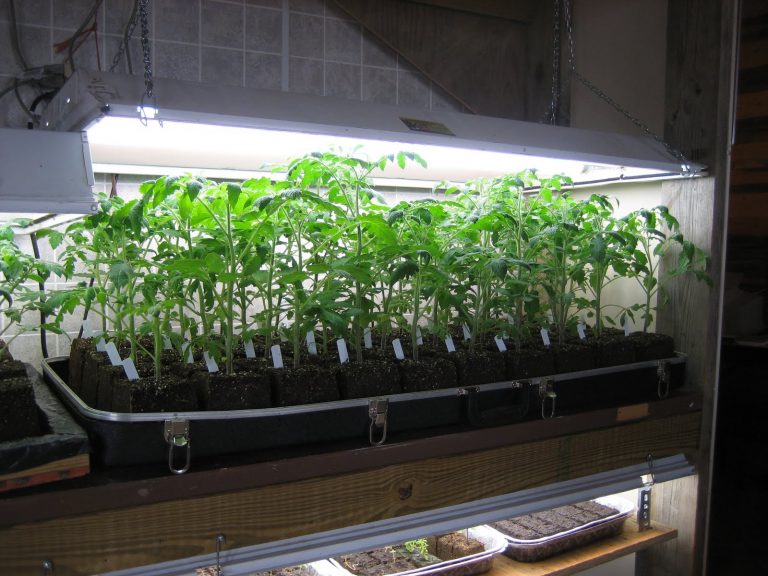 лунный календарь посадки рассады томатов 2017