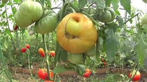 Выращивание томатов китайским способом