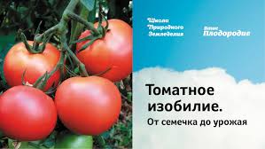 видео-советы-рассада-томатов