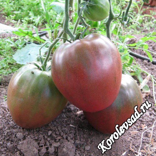Черное сердце Брэда - Сорт томатов с плодами фиолетового цвета