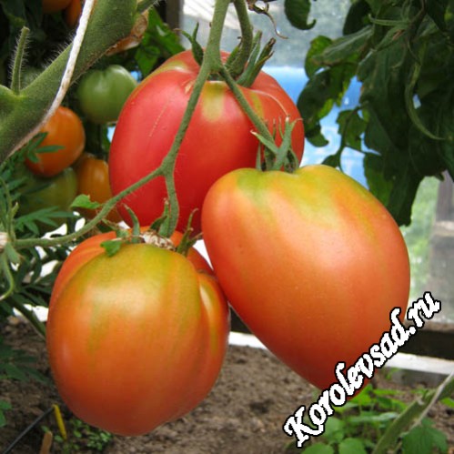 Гордость Грайтмара- крупноплодный салатный сорт томатов