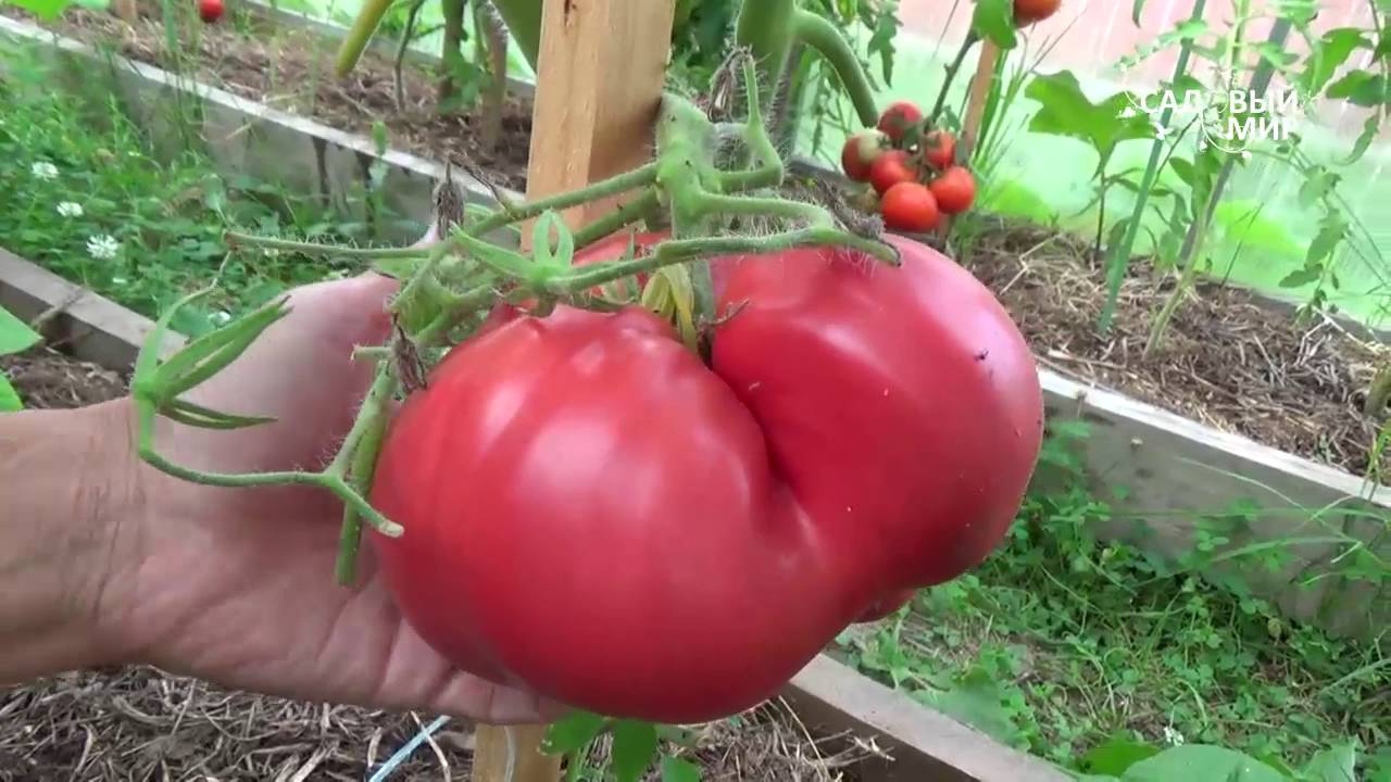 сорта томатов для теплицы 2017