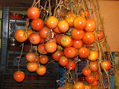 Мы, томатоманы, теперь точно знаем, какой сорт выбрать для посадки в новом 2019 году, чтобы всю следующую зиму наслаждаться своими помидорками!